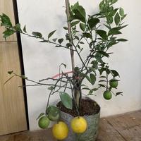 Gambar PROMO Bibit Tanaman Buah Jeruk Lemon California Sudah Berbuah // Lemon Im - Lemon lokal dari Toko nadya murah store undefined 2 Tokopedia