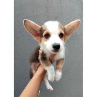Gambar Dijual Puppy/Anakan Anjing Pembroke Welsh Corgi Jantan Male Berkualitas Tri color Hitam Putih Coklat dari Ffdra undefined 1 Tokopedia