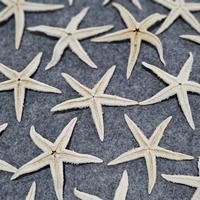 Gambar Bintang Laut Asli Starfish Aksesoris Foto Kerajinan Craft Hiasan - Sedang dari Shopping Street MKS undefined 2 Tokopedia