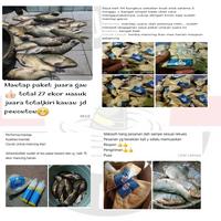Gambar umpan jadi siap pakai untuk Lomba Mancing ikan mas Pancing - 1 bks dari kukumbul tilelep juara undefined 5 Tokopedia