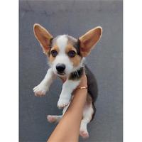 Gambar Dijual Puppy/Anakan Anjing Pembroke Welsh Corgi Jantan Male Berkualitas Tri color Hitam Putih Coklat dari Ffdra undefined 3 Tokopedia