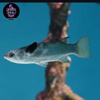 Gambar ikan belanak ekor kuning / squaretail mullet  Ellochelon vaigiensis dari QUEEN INNA FISH ID undefined 4 Tokopedia