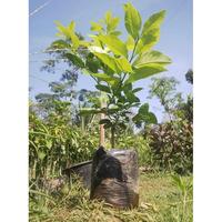 Gambar Termurah Nh” Bibit Tanaman Buah Jeruk Lemon Eureka K0Y Berkualitas dari Kebun Farm undefined 3 Tokopedia