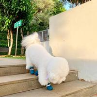 Gambar Woofidoo Dog Cat Shoes/ Sepatu Anjing Kucing Kaos Kaki Protector Boots - Cherry Red, M dari nandaolshop17 undefined 5 Tokopedia