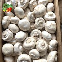 Gambar Jamur kancing / jamur champignon - 100 gram dari Sayfruit undefined 1 Tokopedia
