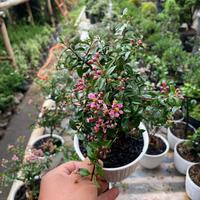Gambar Bonsai Sakura Mikro Jepang Bahan Bonsai Tanaman Hias Berbunga - A dari OMC-Shop undefined 4 Tokopedia
