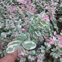 Gambar tanaman hias pretty pink - ratiping dari puspa florista undefined 2 Tokopedia