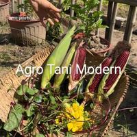 Gambar Benih Jagung Jepang Pulut/Ketan Hitam (Isi 1000 gram) dari Agro Tani Modern undefined 3 Tokopedia