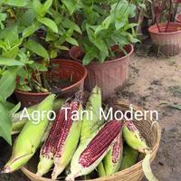 Gambar Benih Jagung Jepang Pulut/Ketan Hitam (Isi 1000 gram) dari Agro Tani Modern undefined 4 Tokopedia