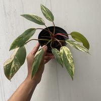 Gambar philodendron strawberry shake / strowberry real pict dari Marimaa.shop 2 undefined 1 Tokopedia
