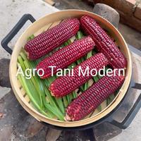 Gambar Benih Jagung Jepang Pulut/Ketan Hitam (Isi 1000 gram) dari Agro Tani Modern undefined 2 Tokopedia