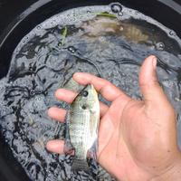 Gambar bibit nila nirwana 3 berkualitas dari varian ikan farm undefined 1 Tokopedia