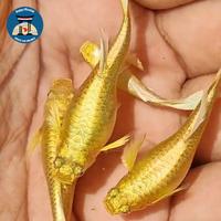 Gambar IKAN GUPPY FULLGOLD FULL OPTION dari Guppy Milenial undefined 1 Tokopedia