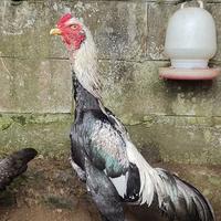 Gambar Shamo Eropa anakan ganteng dari djolali cemani undefined 1 Tokopedia