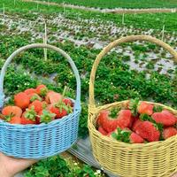 Gambar Bibit Premium Strawberry Kintamani Bali | Biji Benih Strobery dari Purplerain75 undefined 4 Tokopedia