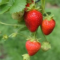 Gambar Bibit Premium Strawberry Kintamani Bali | Biji Benih Strobery dari Purplerain75 undefined 2 Tokopedia