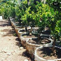 Gambar pohon bonsai jeruk chokun dari ghibran tabulampot undefined 2 Tokopedia