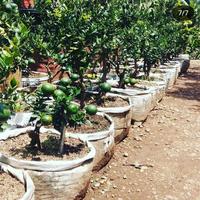 Gambar pohon bonsai jeruk chokun dari ghibran tabulampot undefined 1 Tokopedia