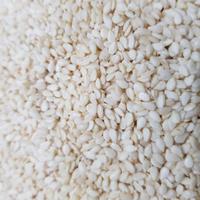 Gambar BIJI WIJEN PUTIH / WHITE SESAME SEEDS MENTAH 1 KG repack / GROSIR - 1kg dari durianruntuhhh undefined 1 Tokopedia