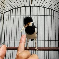 Gambar Burung Jalak Suren Anakan Voer Total dari AI SO ISE 05 undefined 3 Tokopedia