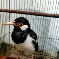 Gambar Burung Jalak Suren Anakan Voer Total dari AI SO ISE 05 undefined 5 Tokopedia