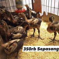 Gambar Ayam Pelung Asli kualitas pilihan dari DEE STORE- undefined 2 Tokopedia