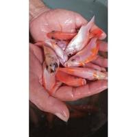 Gambar bibit ikan nila merah bangkok monosex paket 100 ekor dari DEE STORE- undefined 1 Tokopedia