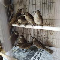 Gambar Promo Burung Trucukan Trucuk Kebo Jawa timur Pilihan Body Big - Satuan Jantan dari Canis Lupus Shop undefined 2 Tokopedia
