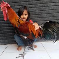 Gambar Ayam Pelung Asli kualitas pilihan dari DEE STORE- undefined 4 Tokopedia