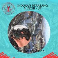 Gambar Sepasang Indukan Lobster Air Tawar 4 Inchi - Up dari The Blessing Farms undefined 2 Tokopedia