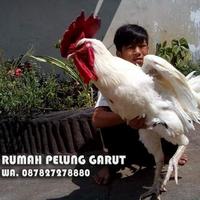 Gambar Ayam Pelung Asli kualitas pilihan dari DEE STORE- undefined 1 Tokopedia