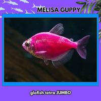 Gambar Ikan Hias Tetra Jumbo Warna Warni - warna pilih dari Melisa Guppy undefined 3 Tokopedia