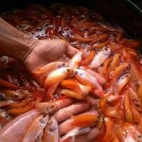 Gambar bibit ikan nila merah bangkok monosex paket 100 ekor dari DEE STORE- undefined 2 Tokopedia