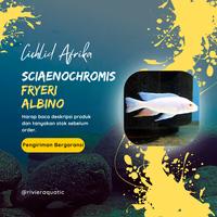 Gambar Cichlid Afrika Sciaenochromis Fryeri Albino Pure - 5-6 CM dari Rivier Aquatic undefined 3 Tokopedia