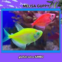 Gambar Ikan Hias Tetra Jumbo Warna Warni - warna pilih dari Melisa Guppy undefined 2 Tokopedia