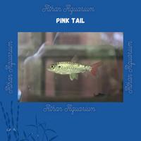 Gambar Ikan Hias Pink Tail/jurung bangkok Size medium ukuran kecil 7-8cm dari Athan Aquarium undefined 1 Tokopedia
