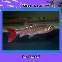 Gambar Jual Ikan Hias - Pink Tail Characin Chalceus / Ikan pink tail / ikan hias pink tail dari Melisa Guppy undefined 3 Tokopedia