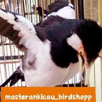 Gambar Promo burung jalak suren gacor jinak total keren dari Canis Lupus Shop undefined 1 Tokopedia