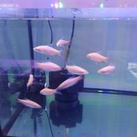 Gambar ikan puntius arulius albino dari yumz aquatic undefined 3 Tokopedia