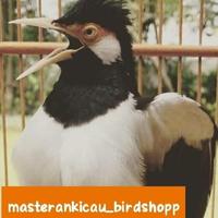 Gambar Promo burung jalak suren gacor jinak total keren dari Canis Lupus Shop undefined 2 Tokopedia