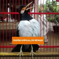 Gambar Promo burung jalak suren gacor jinak total keren dari Canis Lupus Shop undefined 3 Tokopedia