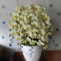 Gambar RANGKAIAN bunga anggrek bulan super isi 10 plant+pot pita kartu dari Diara florist undefined 1 Tokopedia