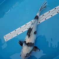 Gambar Jual murah Ikan koi jumbo Shiro Utsuri 47cm dari RK KOI BOGOR undefined 1 Tokopedia