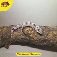 Gambar Promo Tug Snow Leopard Gecko, Bukan Mack Snow - C03.05 dari Canis Lupus Shop undefined 1 Tokopedia