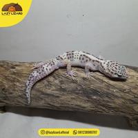 Gambar Promo Tug Snow Leopard Gecko, Bukan Mack Snow - C03.05 dari Canis Lupus Shop undefined 4 Tokopedia