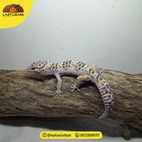 Gambar Promo Tug Snow Leopard Gecko, Bukan Mack Snow - C03.05 dari Canis Lupus Shop undefined 3 Tokopedia