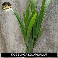Gambar DAUN PANDAN WANGI PER IKAT dari KIOS BUNGA SEDAP MALAM undefined 1 Tokopedia