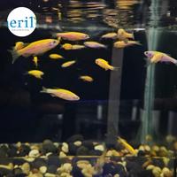 Gambar Danio Slayer / Slayer Danio - Grade A hijau dari Sherilqa Fish Room undefined 4 Tokopedia