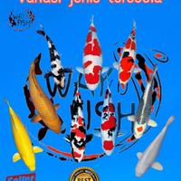 Gambar BIBIT KOI BERKUALITAS SIZE 5-12 cm - SHOWA/SANKE, 5-9cm dari NUSIQA KOI CENTER undefined 5 Tokopedia