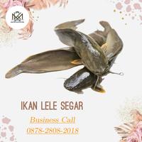 Gambar Ikan Lele - Lele Segar, 1/2 kg dari MANTRA KHATULISTIWA DEPOK undefined 2 Tokopedia